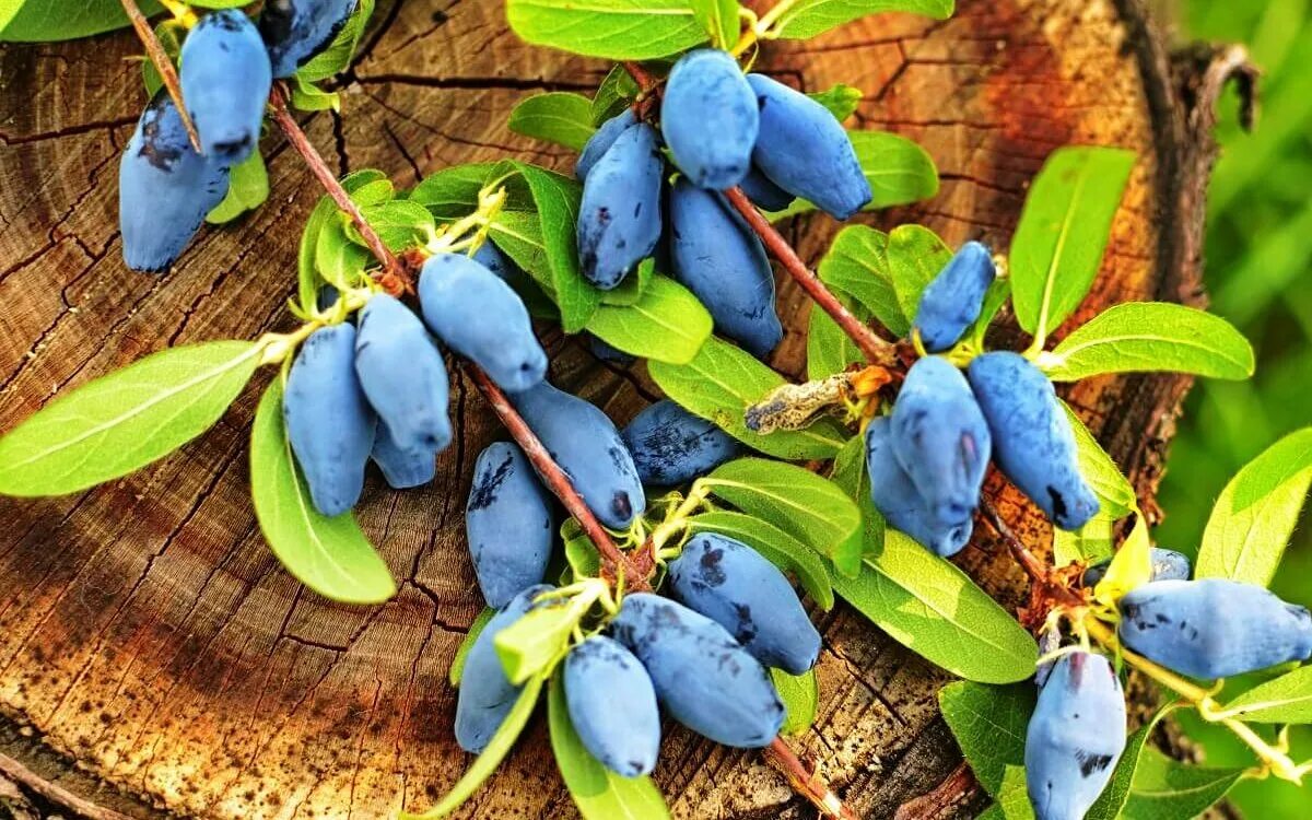 жимолость съедобная голубое веретено. жимолость павловская куст. жимолость камчадалка. жимолость съедобная (lonicera edulis). жимолость съедобная десертная.