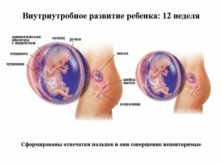 Размер эмбриона на 12 неделе беременности. Размер зародыша на 12 неделе беременности. Эмбрион человека 12 недель размер плода. 12 Недель беременности размер чего ребенок. Беременность 12 3