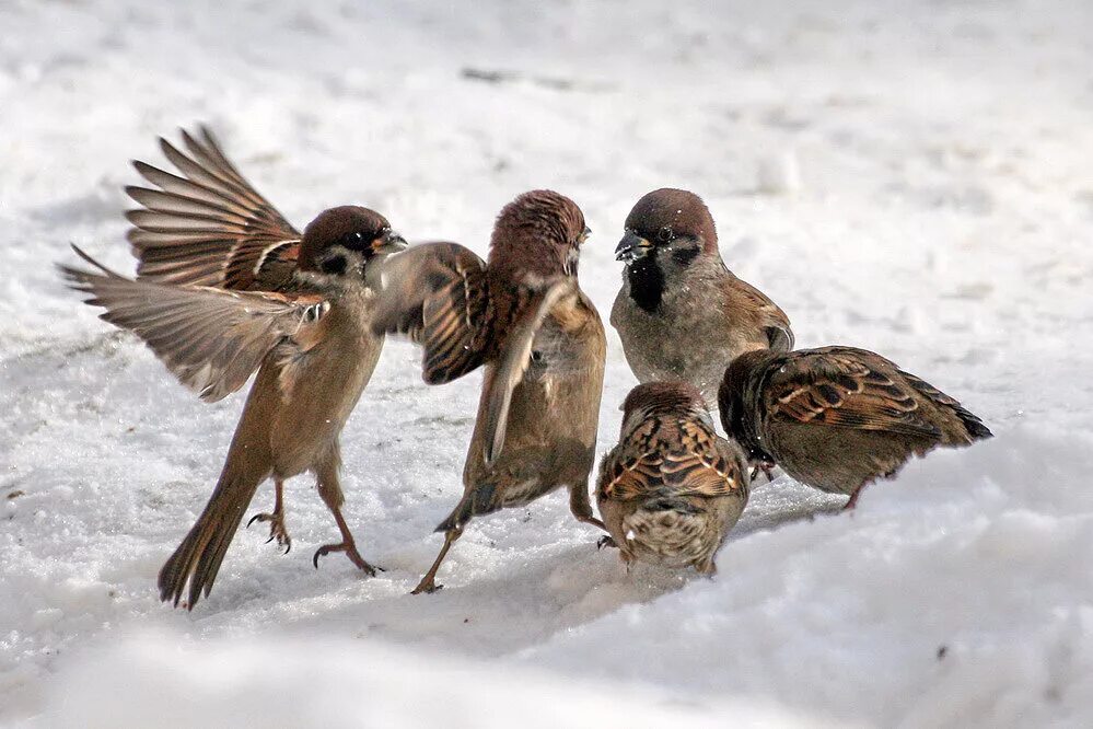 воробьи расчирикались. воробьи расчирикались. воробушки чирикают. клюв воробья. пение воробья.