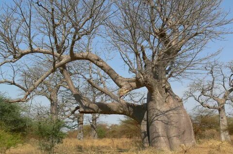The Baobab Tree.
