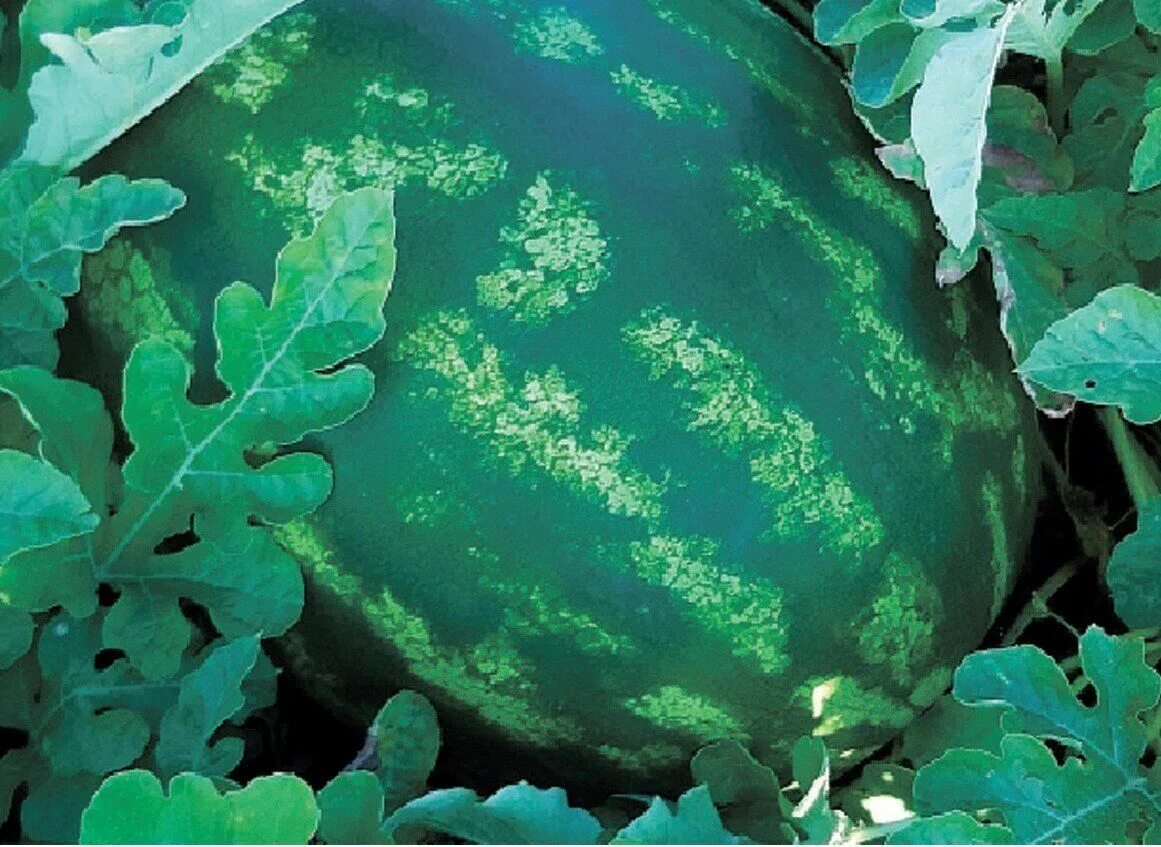 Какие хорошие семена арбузов. Голубой Арбуз фото. Au Producer Watermelon. Как вырастают арбузы и дыни.