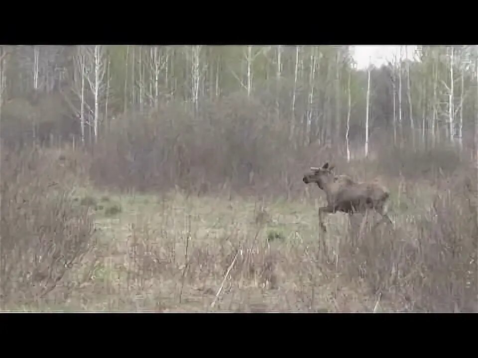 Край непуганных. Край непуганных