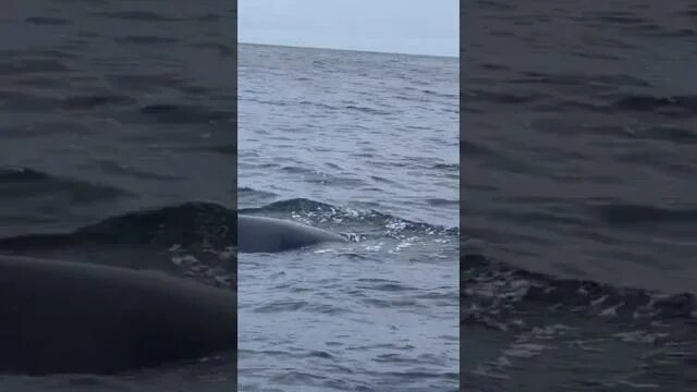Спасение кита в баренцевом море. Киты в баренцевом море. mayot море.