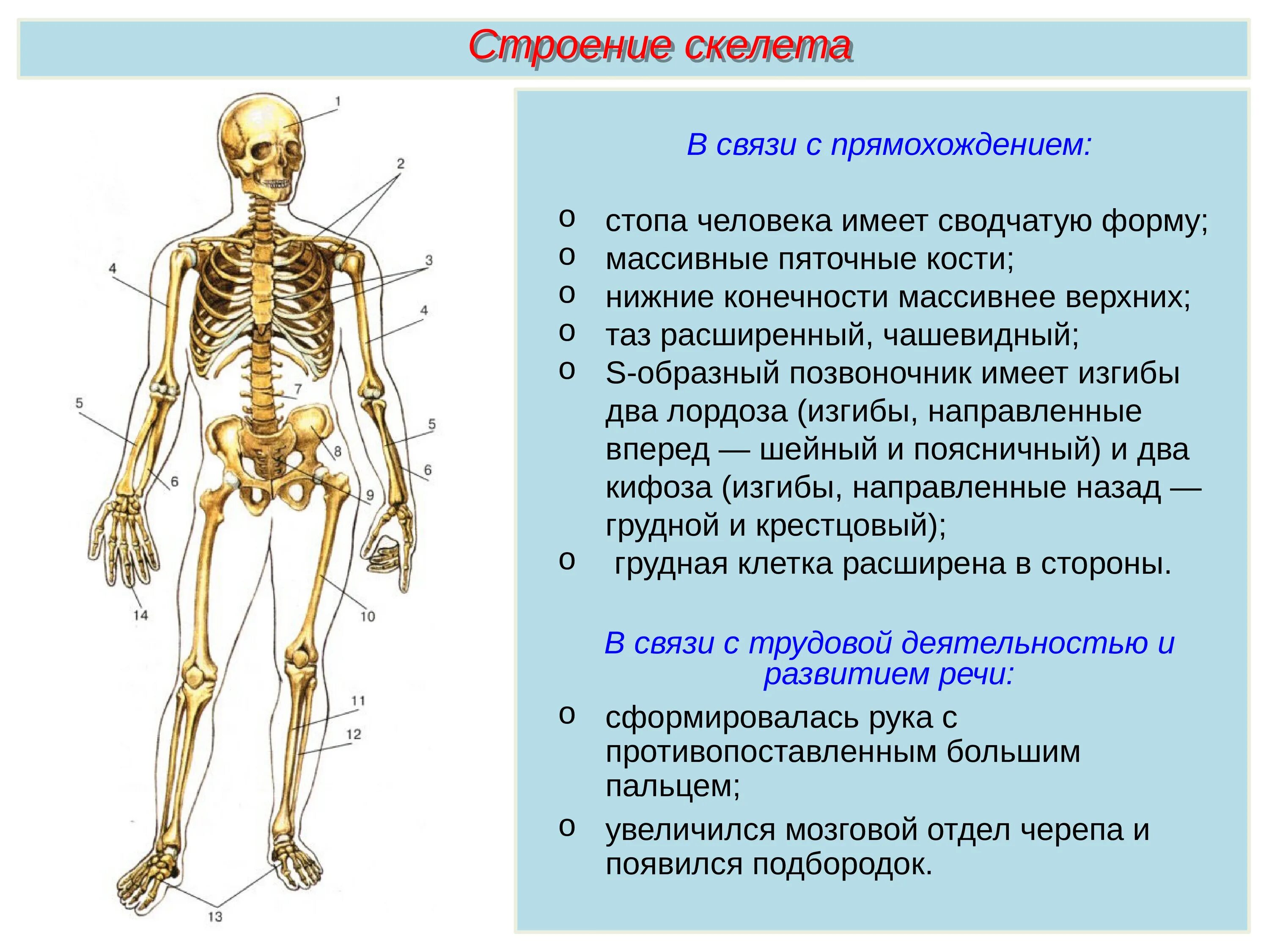 Особенности формы скелета