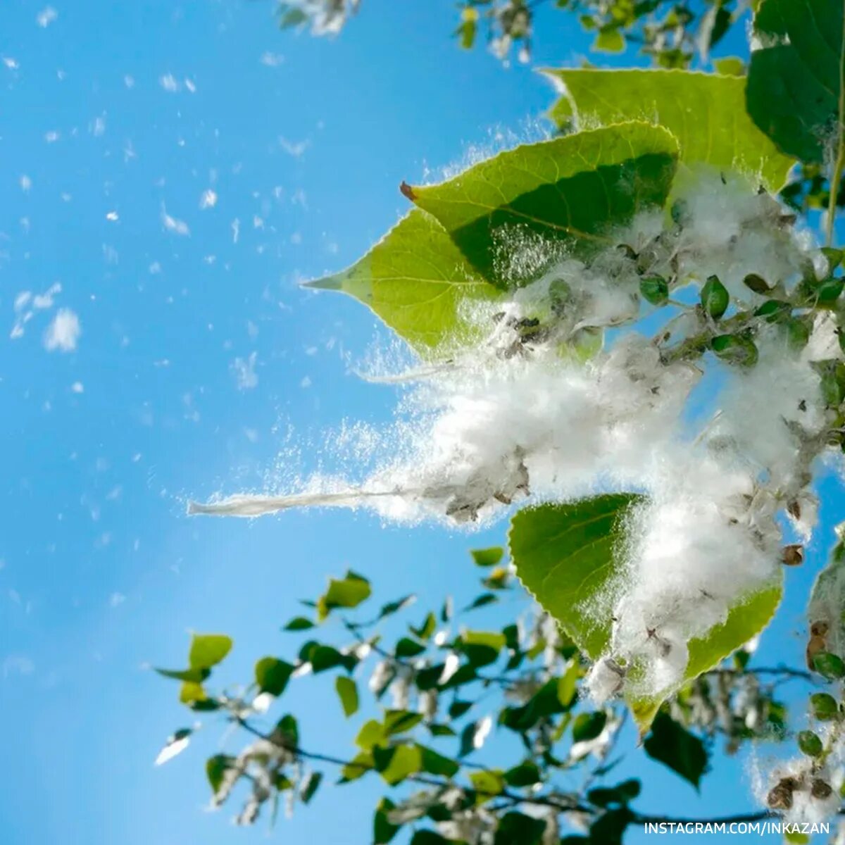 Тополиный пух. Тополиный пух 631 калина. Тополиный пух в каком году вышла. Быстров. Тополь пух.