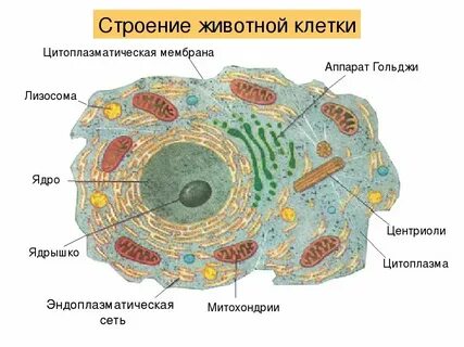 Животная клетка 8 класс биология функции