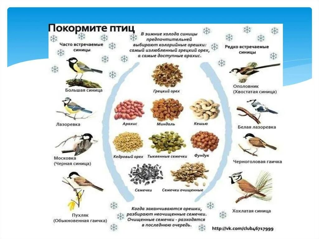 Можно ли кормить птиц гречкой. Корм для синичек и воробьев зимой в кормушке таблица. корм для зимующих птиц таблица. каким кормом можно кормить зимующих птиц. чем можно кормить птиц зимой в кормушке.