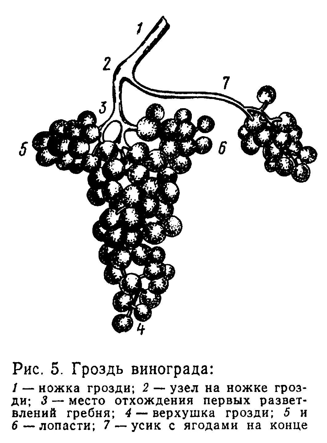 Строение грозди винограда. Строение виноградной грозди. Строение грозди винограда схема. Структура грозди винограда схема.