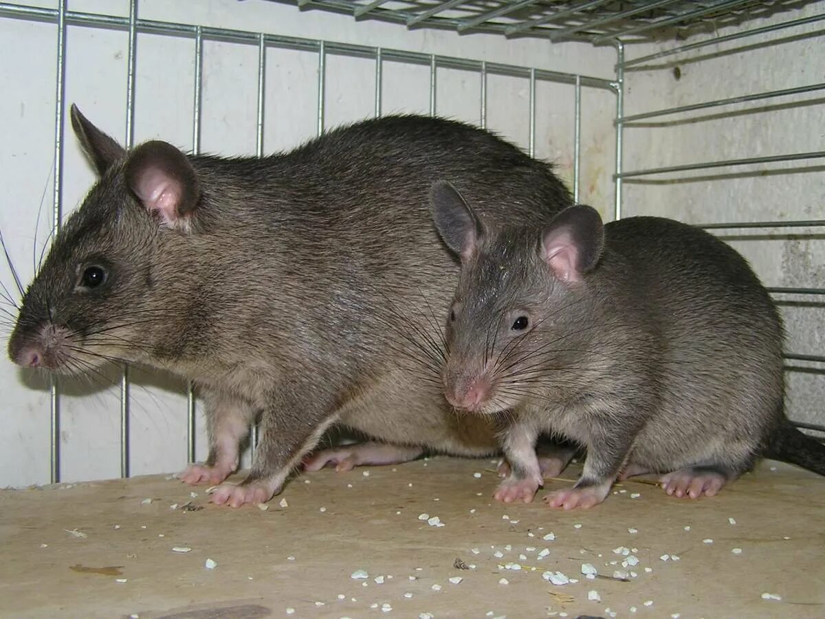 Большие крысы купить. Африканские хомяковые крысы. Хомяковая крыса. Гамбийские хомяковые крысы. Гигантская хомяковая крыса.