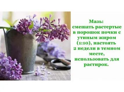 Цветки сирени в народной