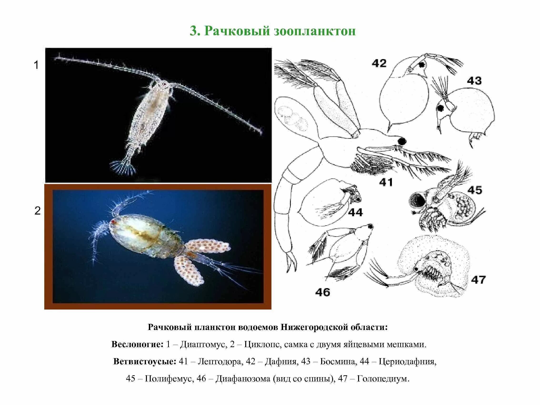 Дафния фитопланктон. Дафнии и циклопы зоопланктон. Зоопланктон веслоногие. Диаптомус (Diaptomus).