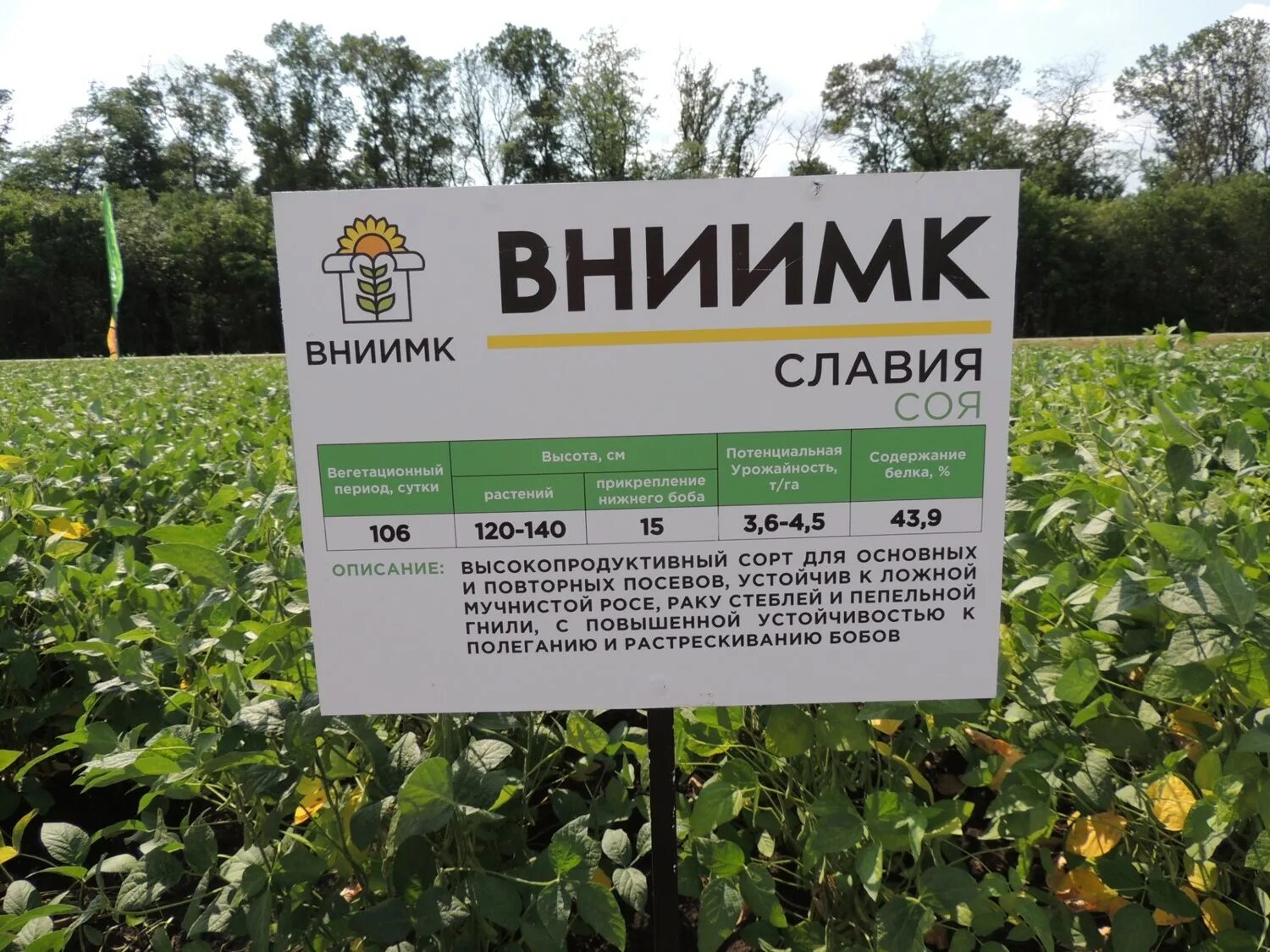 Семена сои сорта. Сорта сои. характеристика сои сорта славия. вниимк армавир. сорт сои умка.