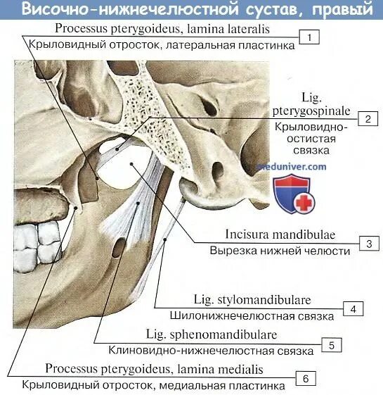 Внекапсульные связки нижнечелюстного сустава. Внесуставные связки нижнечелюстного сустава. Внесуставные связки височно нижнечелюстного сустава. Внекапсульные связки височно нижнечелюстного сустава.