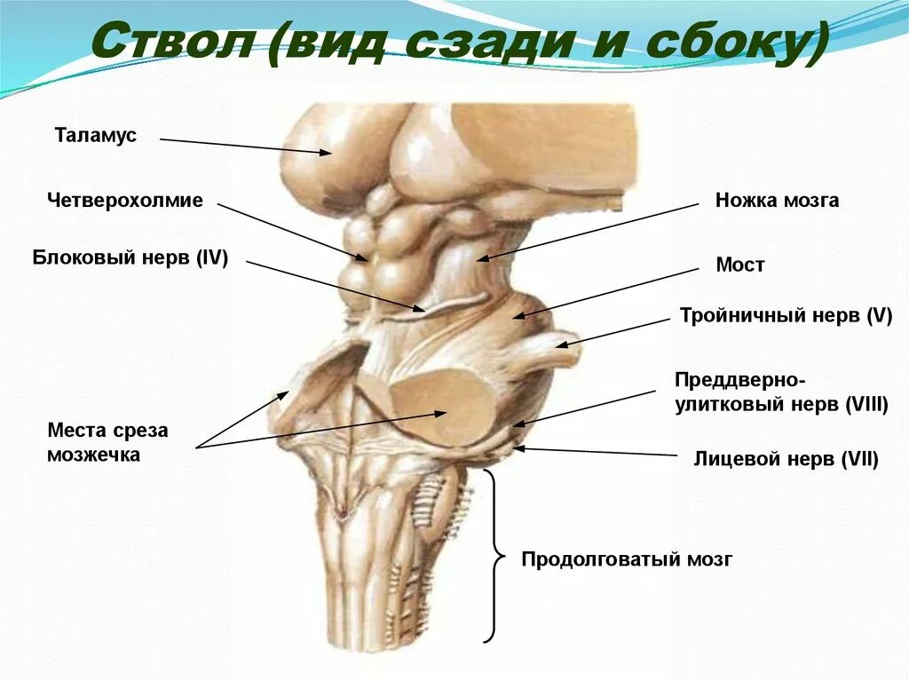 Ноги мозг голова. Четверохолмие промежуточный мозг. Ствол мозга четверохолмие. Ножки мозга.