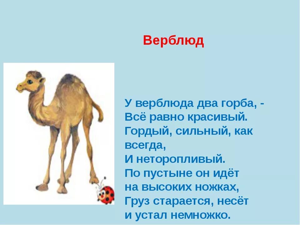 Стишок про верблюда для детей. Стишок про верблюда для малышей. Верблюд рифма. Стихотворение про верблюда. Загадка про верблюда для детей.