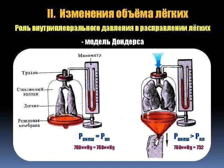 Изменения объема легких. Модель Дондерса биология 8 класс. Дондерс модель легких. Опыты с моделями Дондерса. Модель дыхания Дондерса.