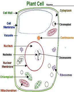Cell name