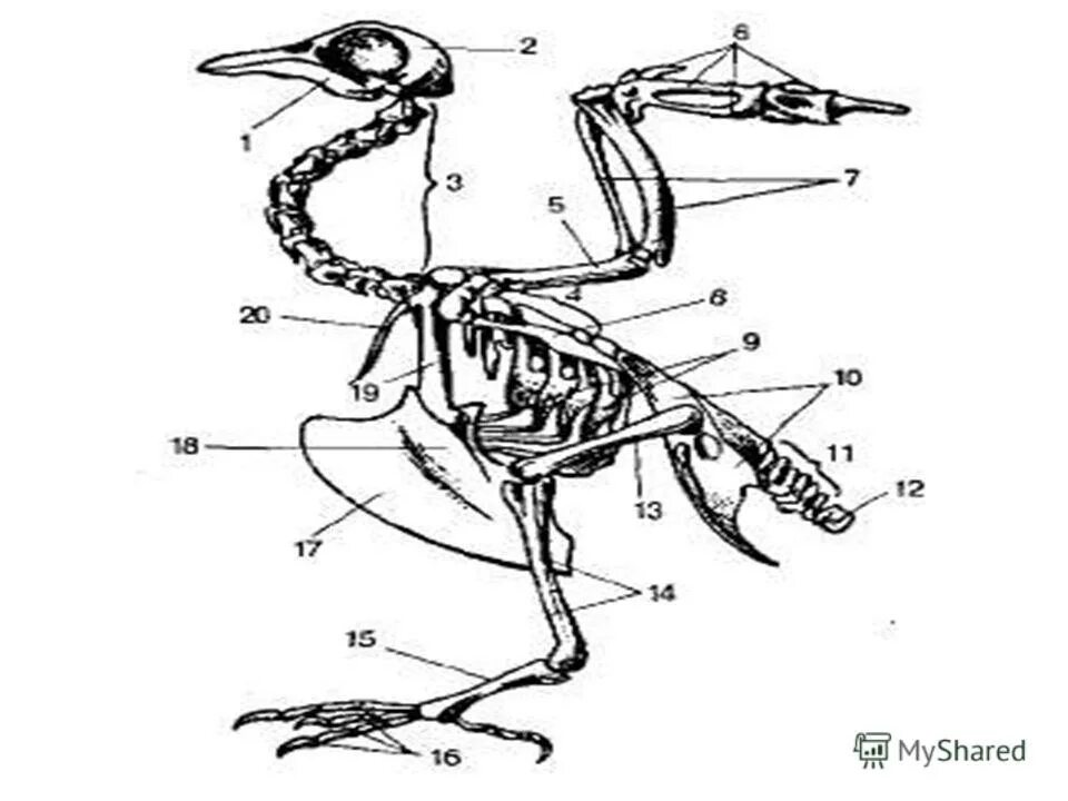 Отделы скелета сизого голубя. Опорно двигательная система птиц скелет. Строение скелета сизого голубя. Скелет птицы спереди. Скелет птицы схема биология 7 класс.