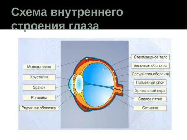 Строение 8. Схема анализатора зрения. Анализатор глаза биология 8 класс. Зрительный анализатор строение 8 класс. Анализаторы зрительный анализатор строение и функции глаза.