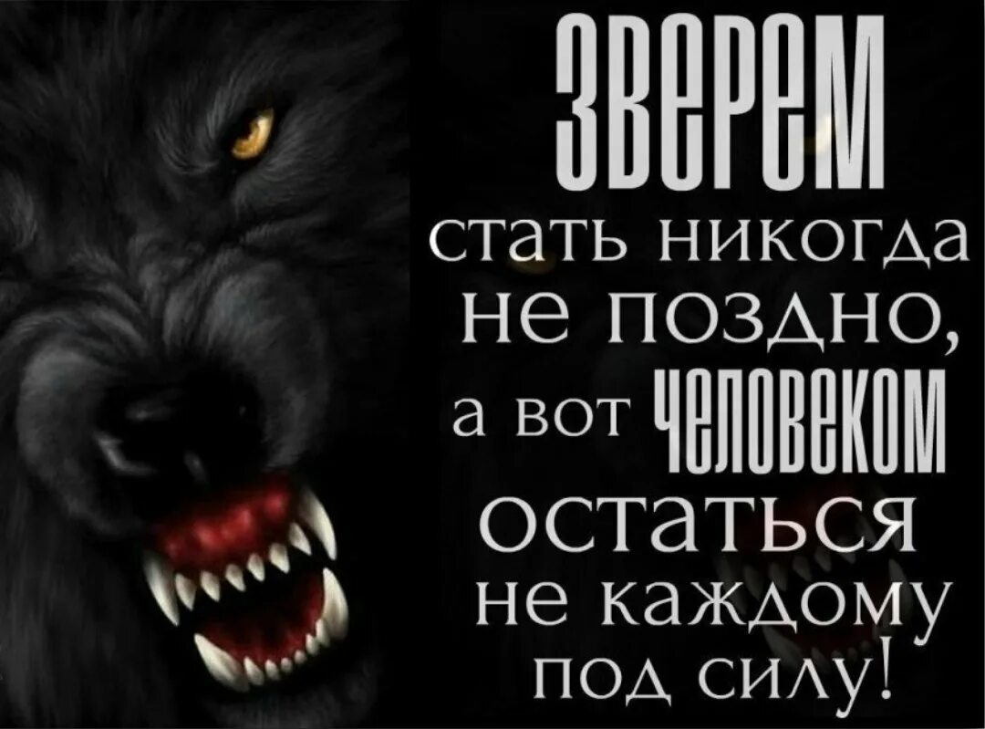 Станет злом. Злой волк с надписью. Страшный волк статусы. Человек человеку волк цитаты. Дух волка цитаты.