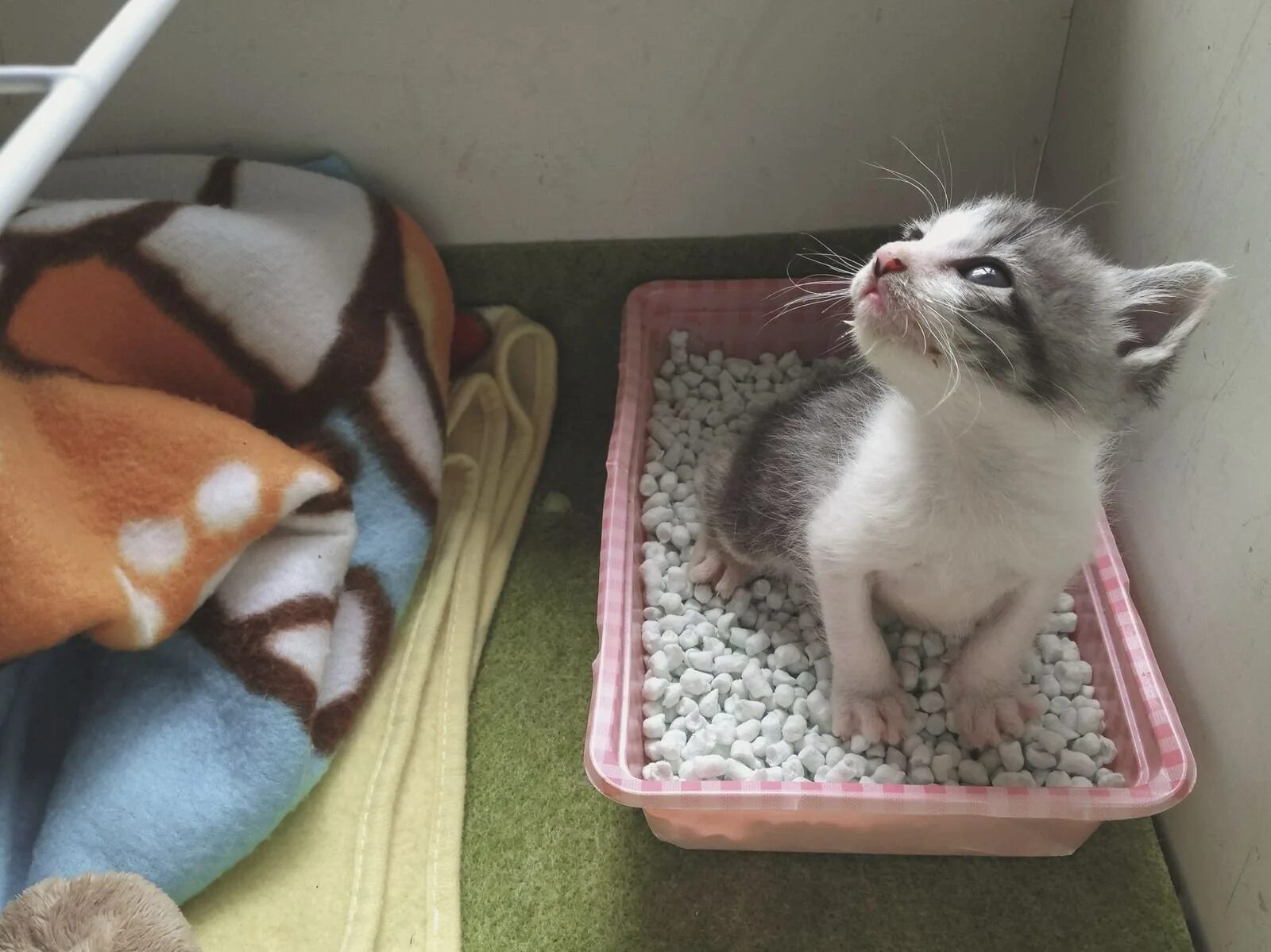 Как приучить котенка 3 месяца к лотку. Кошки которые приучены к лотку. приучить котенка к лотку. лоток для котят. лоток для котят маленький.
