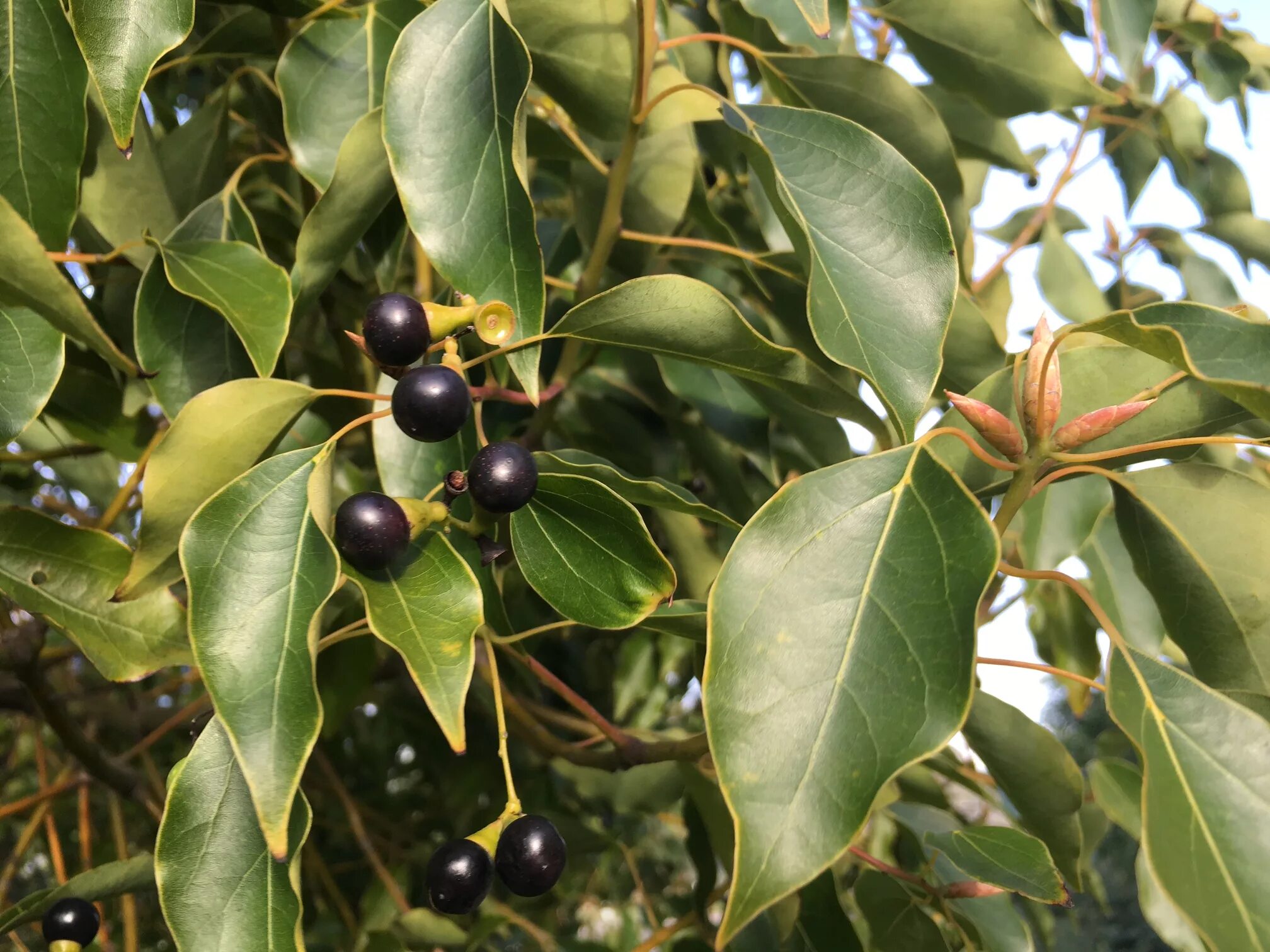 1 камфора. Коричник камфорный. Коричник камфорный Cinnamomum camphora. Cinnamomum camphora дерево.