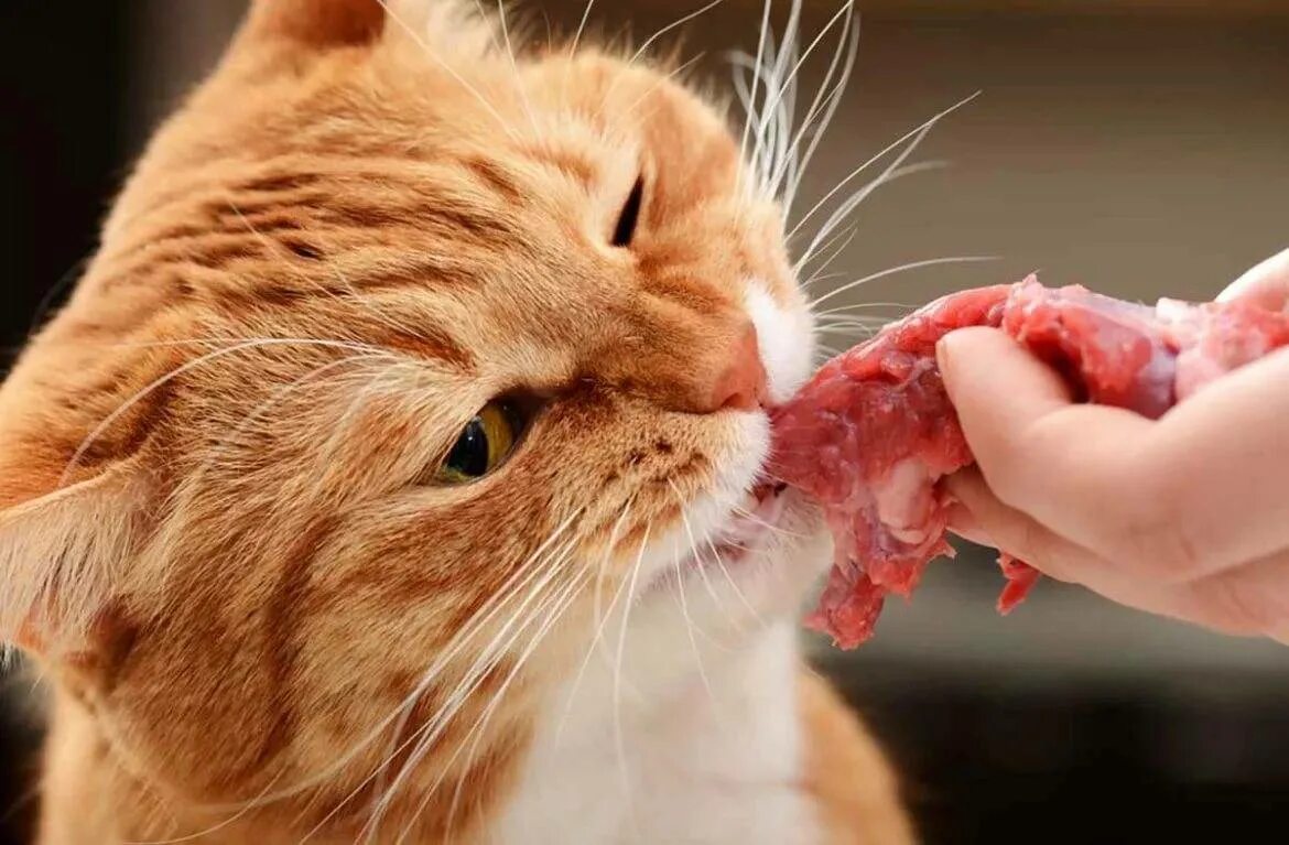 Вареное мясо кошке. Рыжий кот ест. Кошка кушает.