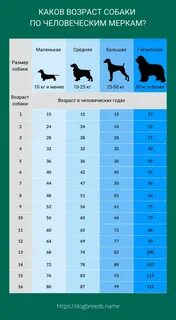 Годы жизни собак по человеческим