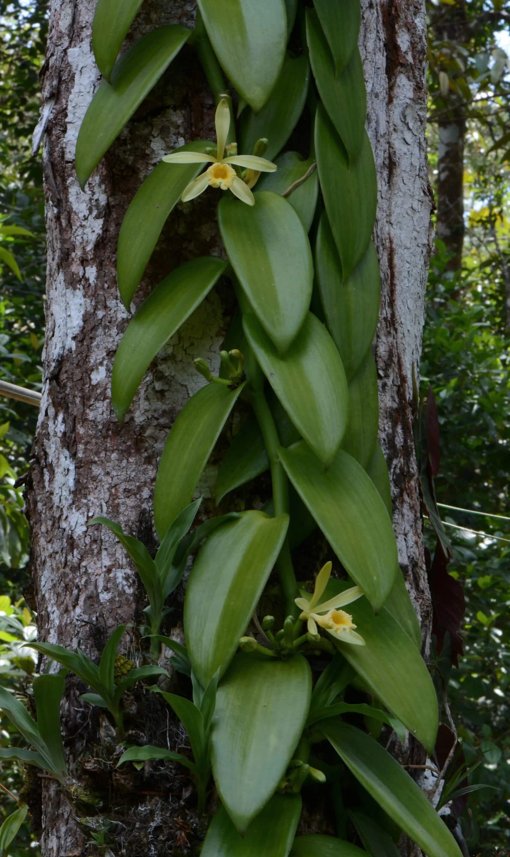 Vanilla plants. Орхидеи vanilla planifolia. орхидея ваниль вариегатная (vanilla planifolia). cleisostoma arietinum. ваниль на дереве или цветок.