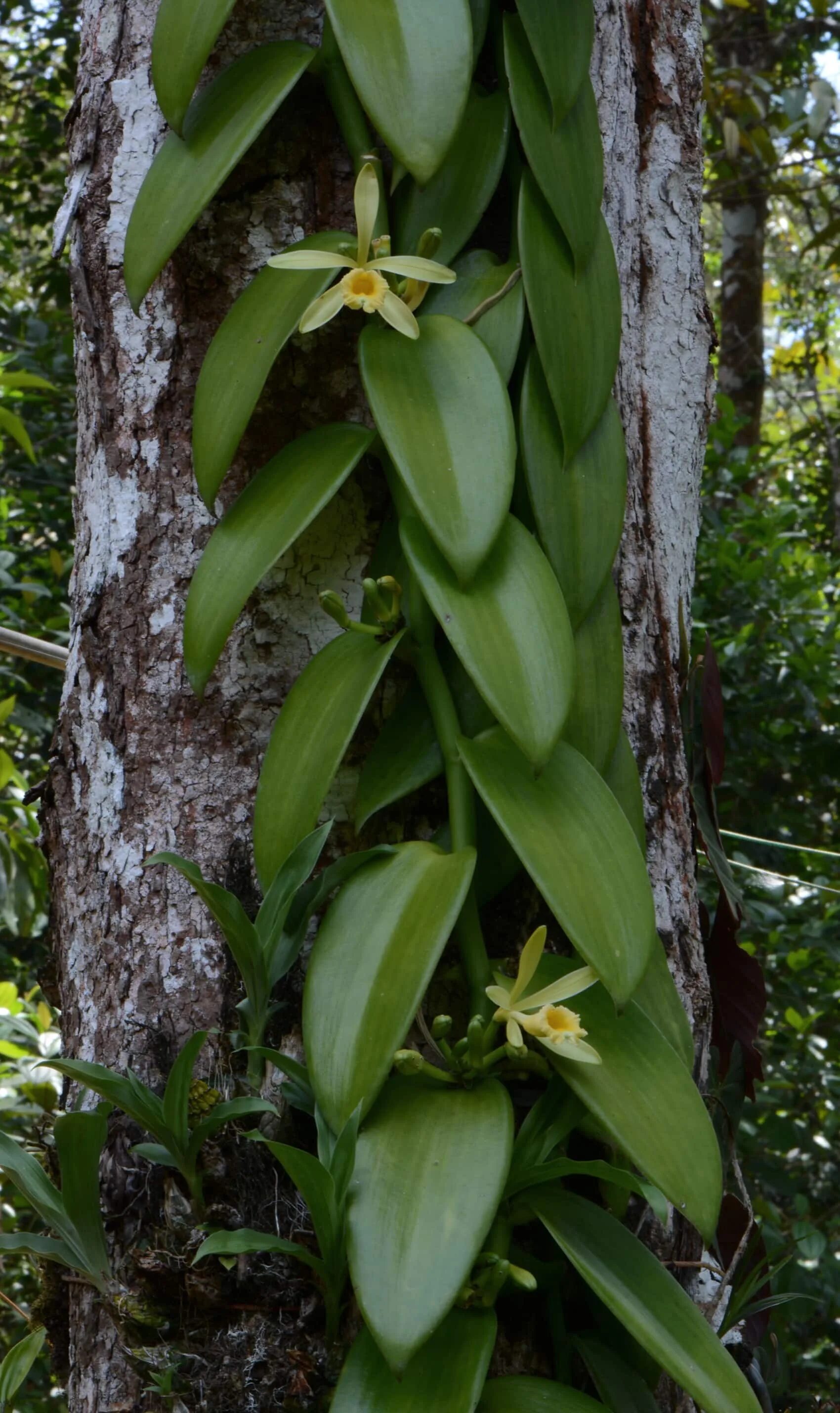 Орхидеи Vanilla planifolia. Орхидея ваниль вариегатная (Vanilla planifolia). Cleisostoma arietinum. Ваниль на дереве или цветок. Vanilla plants