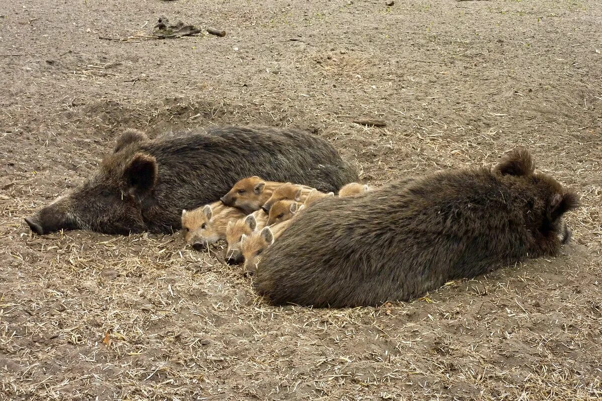 Где живет кабан. Питание кабана. Wildschweine. Дикие свиньи живут