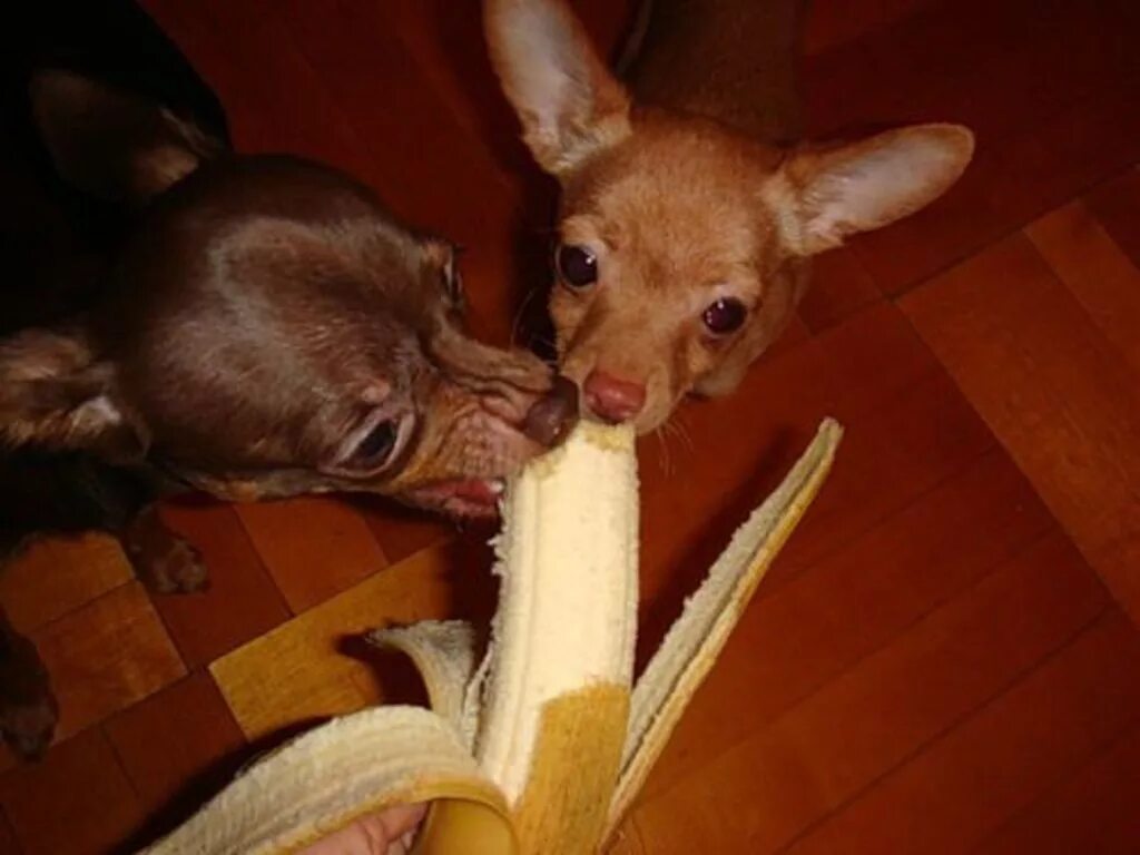 Рацион питания для той терьера щенка. Той терьер взрослый. Питание русского той терьера. Питание русского той терьера. Рацион собаки чихуахуа.