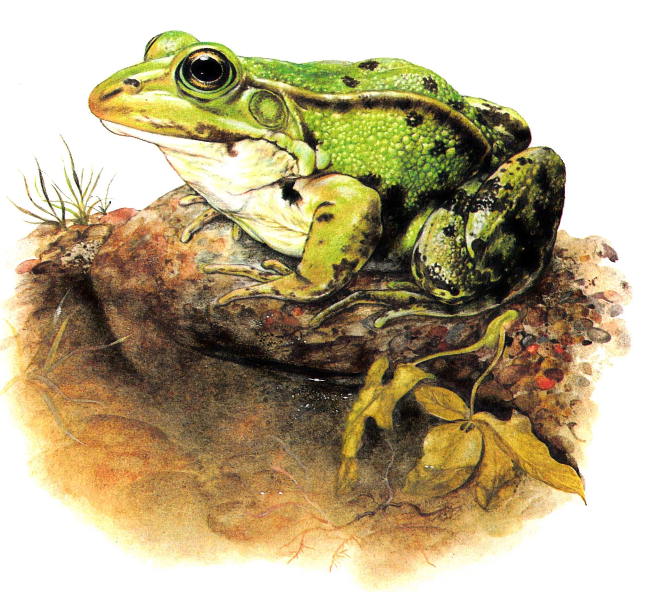 земноводные рыбы. 3 класса земноводных. земноводные животные. класс земноводные отряды хвостатые,бесхвостые,безногие. таблица земноводные или амфибии 7 класс биология.