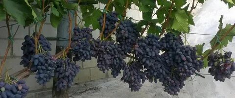 Памяти негруля отзывы