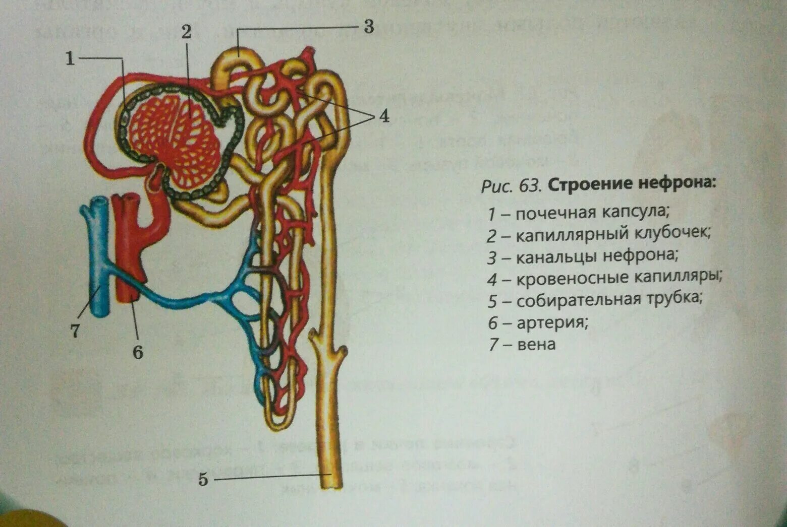 Капиллярный клубочек почечная лоханка почечный каналец. Строение нефрона анатомия. Строение нефрона почки. Строение нефрона рисунок с подписями анатомия. Строение нефрона рис 57.