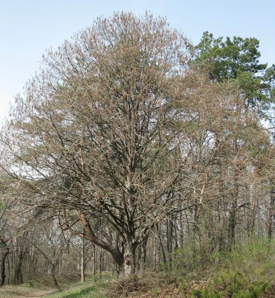 Лещина дерево. Лещина древовидная. Corylus colurna лещина древовидная. Лещина Медвежий орех дерево. Лещина обыкновенная жизненная форма