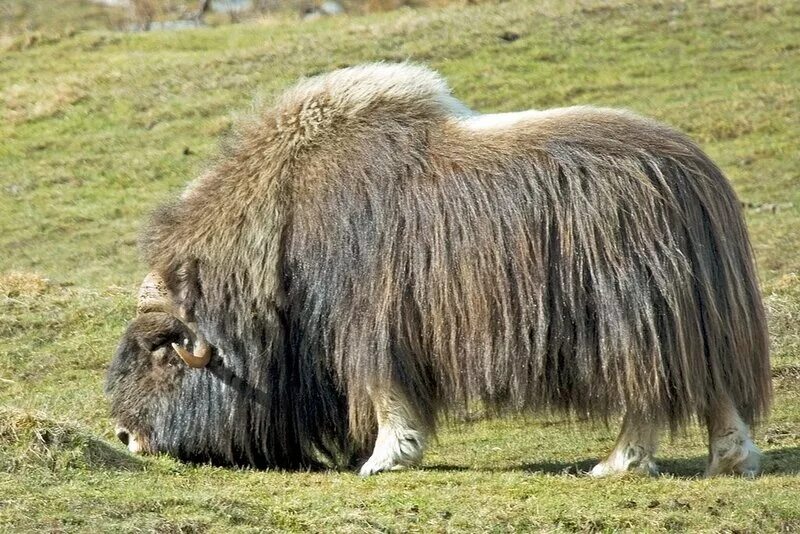 мохнатый зверь. гималайский тонкотел. пушистый зверек. мохнатый зверь. хохлатый дикобраз.