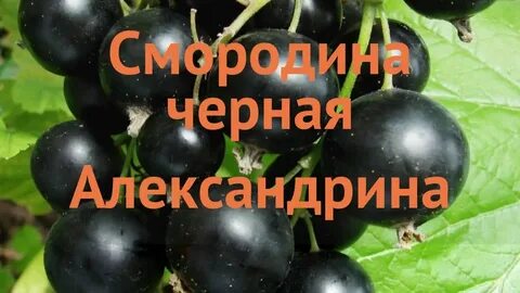 Рингтон смородина