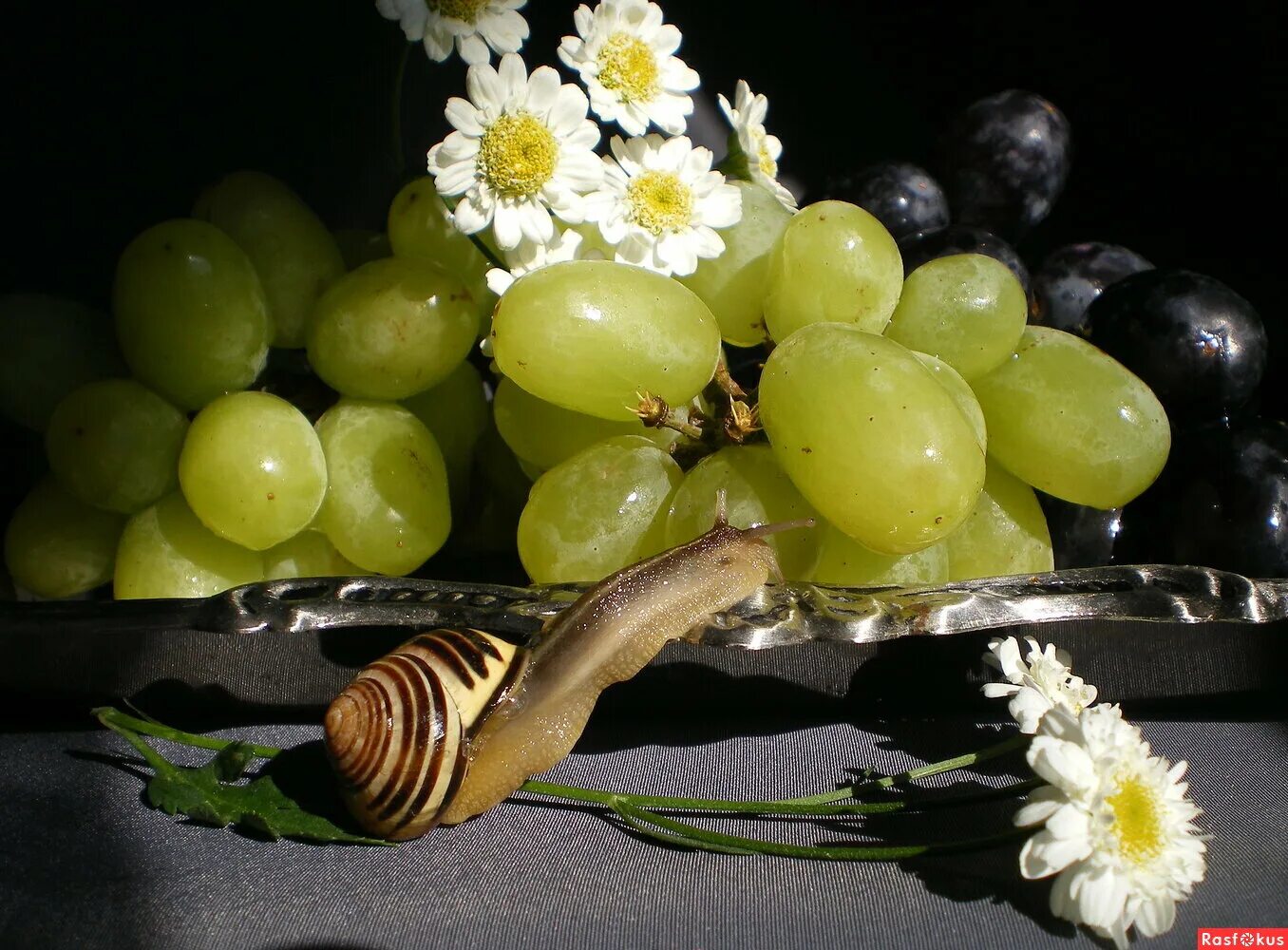 Мыши виноград. Натюрморт с виноградом. Фотонатюрморты с виноградом. Виноградная лоза. Гроздь винограда натюрморт.