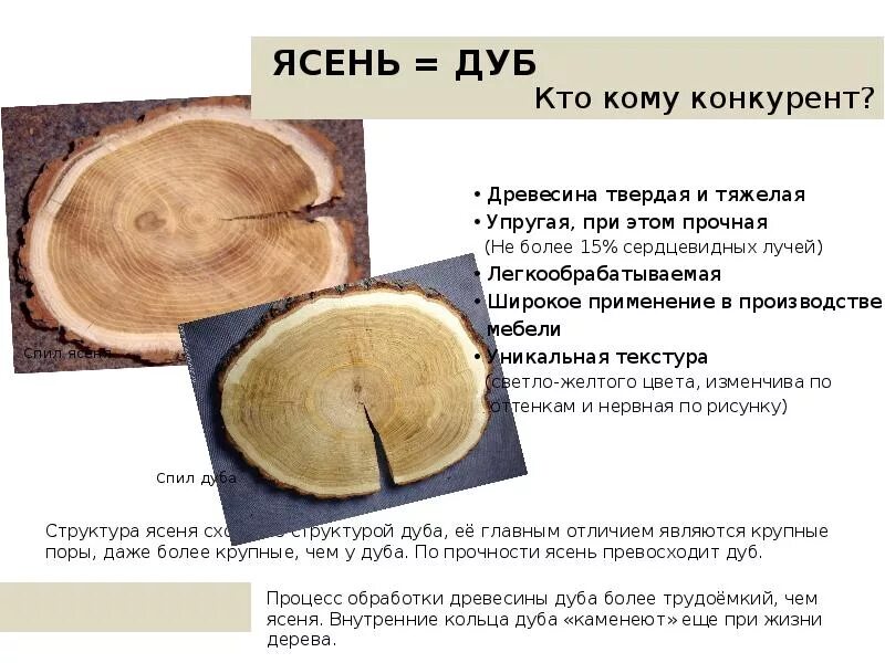 Чем отличается дуб. Строение древесины дуба. структура дерева ясень. структура дерева ясень и дуб. дуб и ясень сравнение древесины.