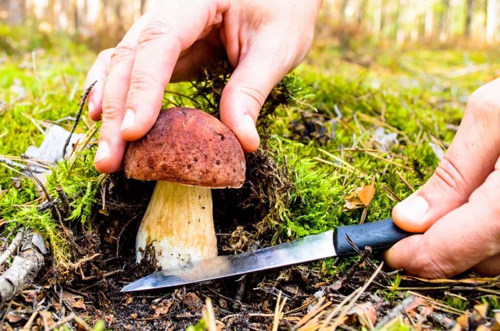Почему появляются грибы. Сбор грибов. Грибы в лесу. Грибник срезает гриб. Собирание грибов в лесу.