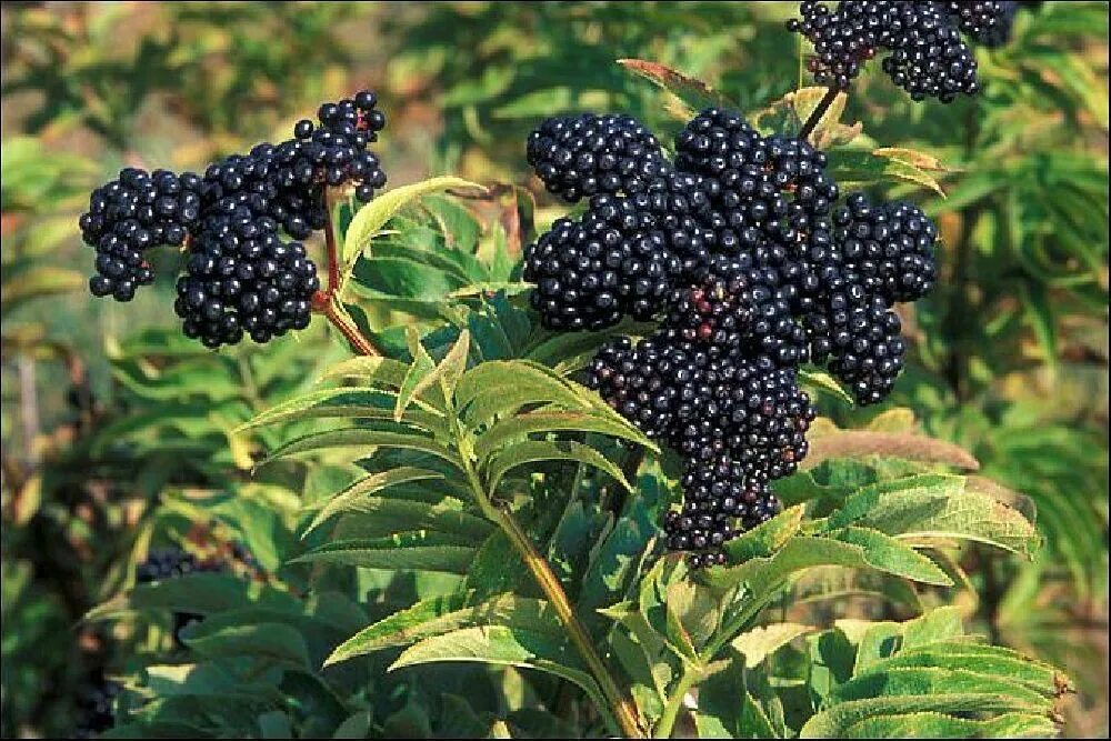 Sambucus nigra. Бузина на английском. Бузина блэк бьюти. Бузина канадская ауреа. Бузина на английском.