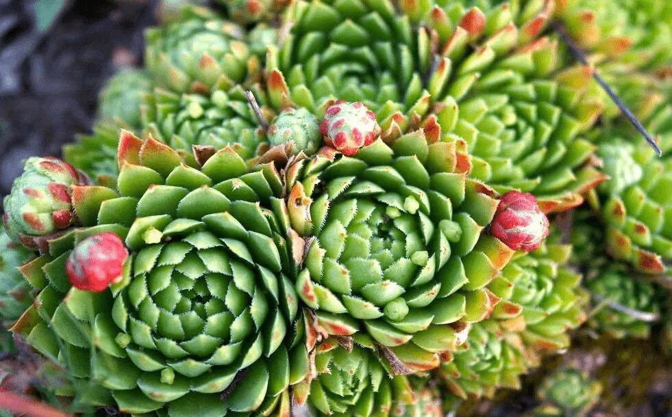 Молодило виды и сорта. Молодило (sempervivum). семпервивум молодило. молодило кровельное (sempervivum tectorum).