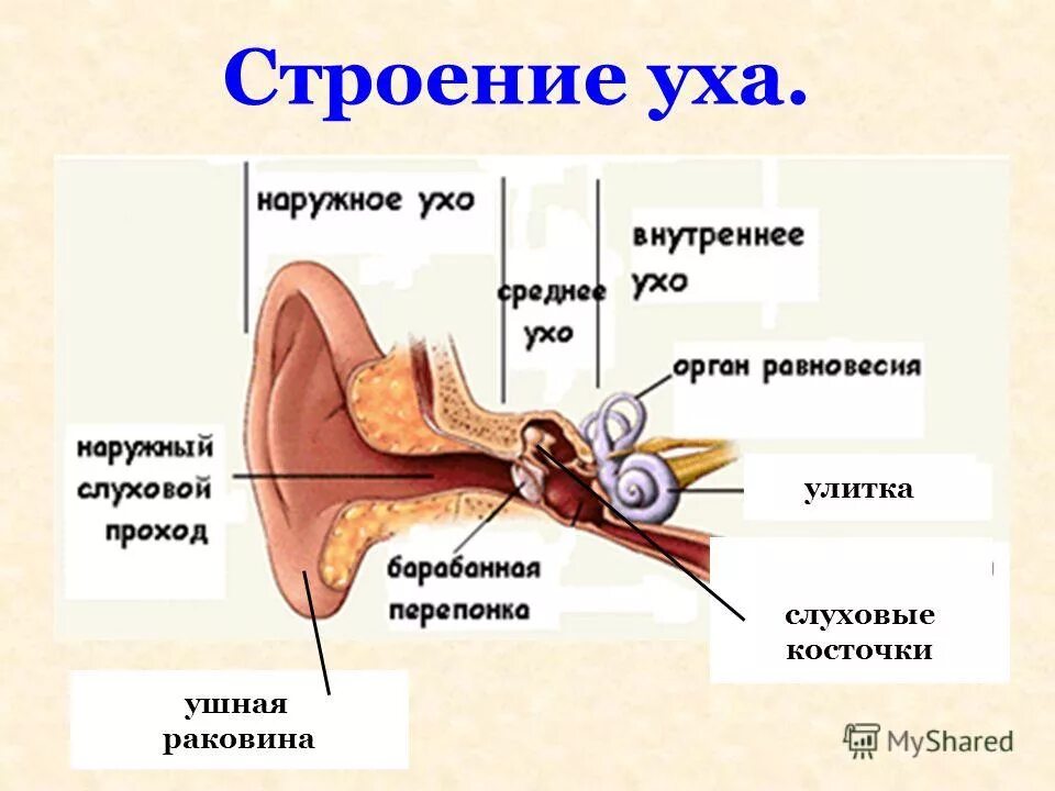 Строение уха человека описание. Строение среднего и внутреннего уха человека. Строение уха и глаза 3 класс. Строение уха. Строение уха человека.
