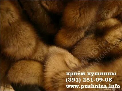 Скупка пушнины