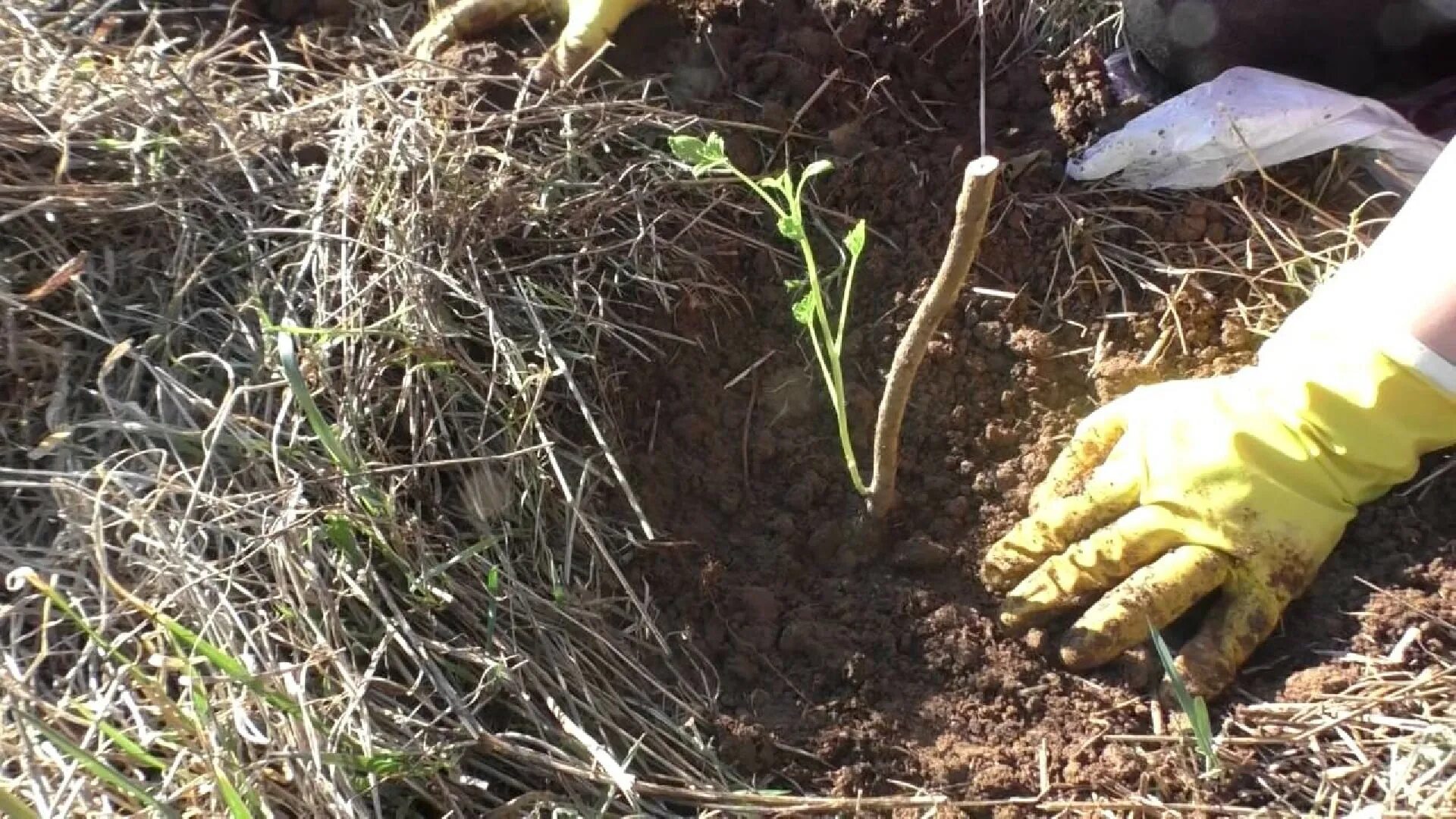 Можно ли пересадить куст смородины. Высаживаем саженцы весной. Посадка смородины. Посадка смородины фото. Рассадить смородину.