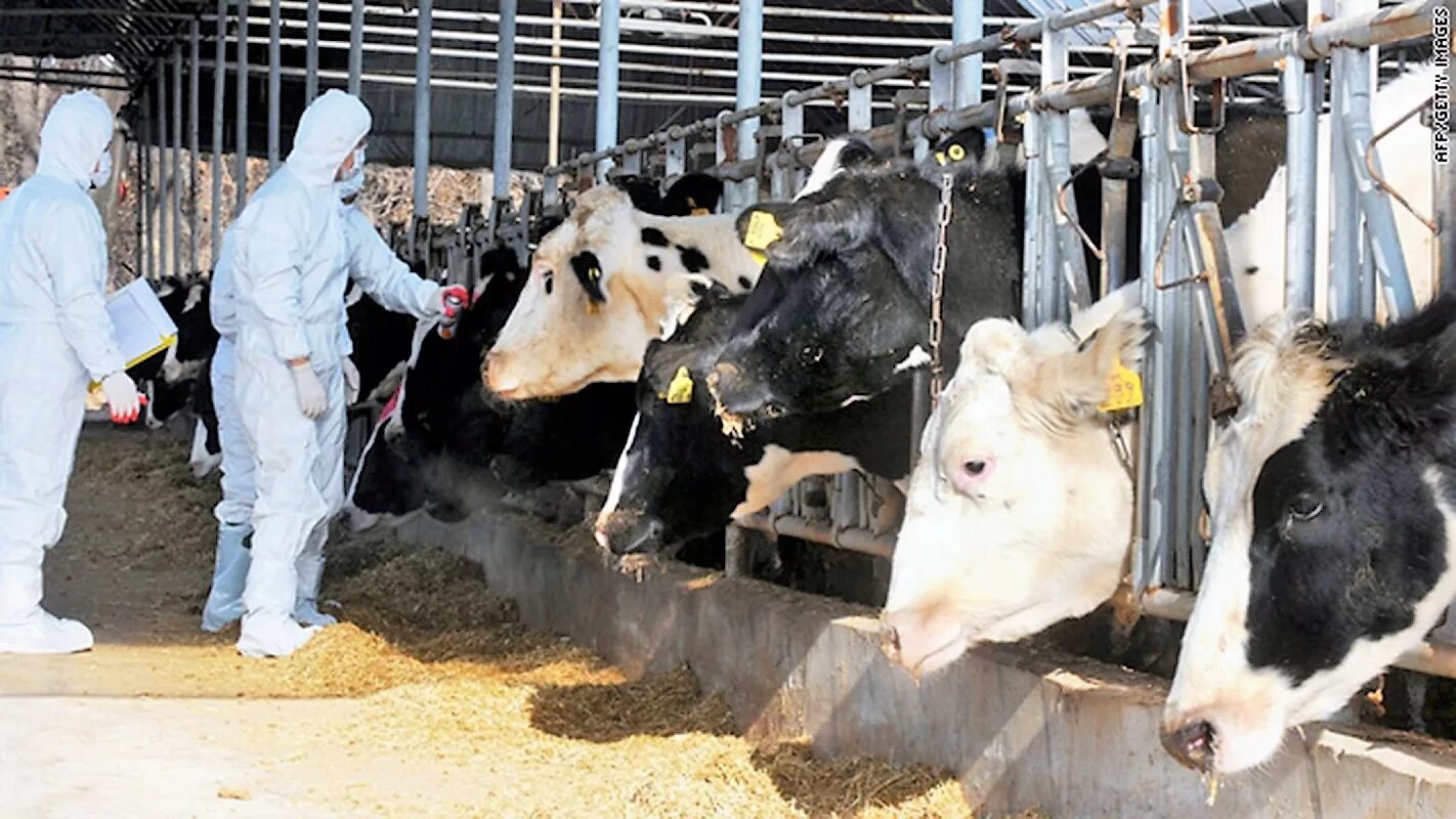 карантин крупный рогатый скот. карантин крс. карантин по лейкозу крупного рогатого скота. карантин крс. карантинное помещение для крс.