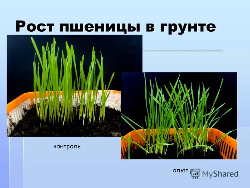 фазы вегетации озимой пшеницы. фазы вегетации пшеницы. фазы развития овса ярового. фазы вегетации пшеницы. фазы роста озимой пшеницы.