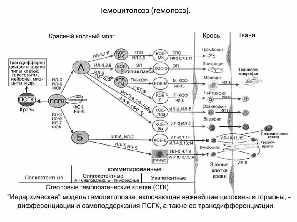 Кровь дифференцировка. Схема гемопоэза клеток крови. Регуляция гемопоэза схема. Схема образования кровяных клеток. Схема кроветворения гистология.