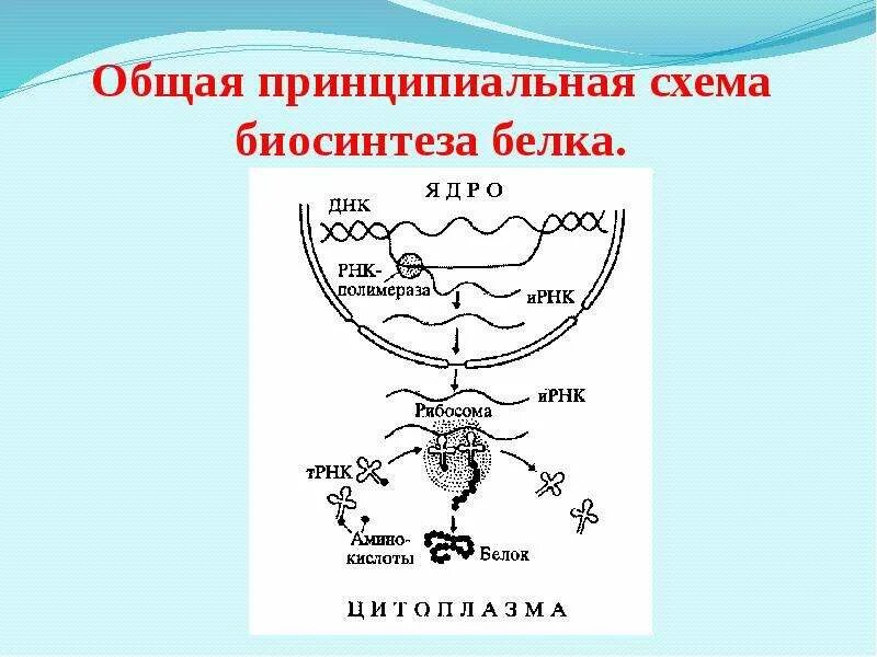 Биосинтез задания егэ. Схема биосинтеза белка в живой клетке рис 17. Схема процесса транскрипции Биосинтез белка. Общая схема биосинтеза белка схема. Этапы биосинтеза белка схема.